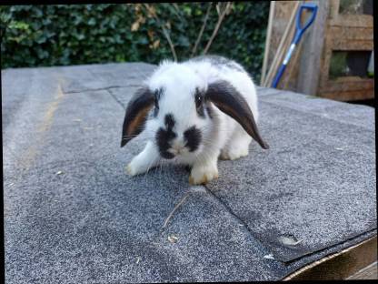 Bild 6:Zwergkaninchen Jungtiere