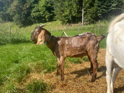 Bild 2:Anglo Nubier Ziegen Bockkitze, Herdbuch