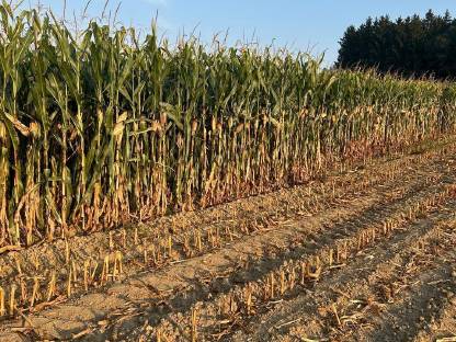 Bild 3:Maisballen 2025