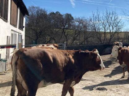 Bild 2:Fleckvieh-Pinzgauer Kuh