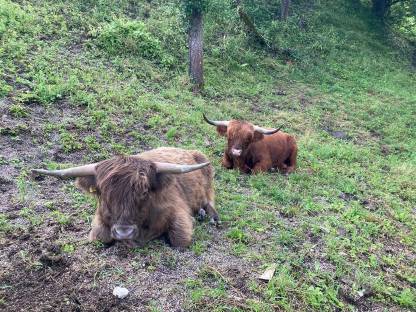 Bild 4:Handzahme Hochlandrind-Zuchtstiere, BIO