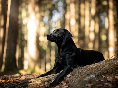 Bild 4:Labrador Welpe - Rüde