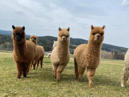 Bild 3:Alpaka