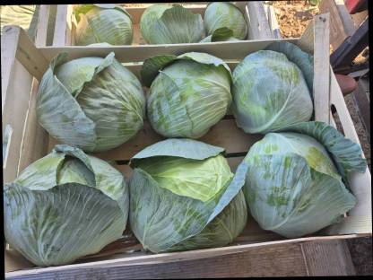 Bild 3:Weißkraut, Kohl