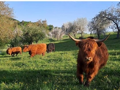 Bild 2:2 Hochlandrinder Kühe mit 2 Kälbern per Fuß