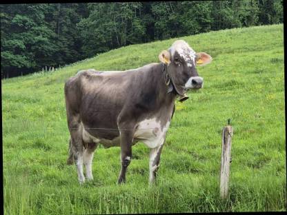 Bild 4:Blüem Stierkalb