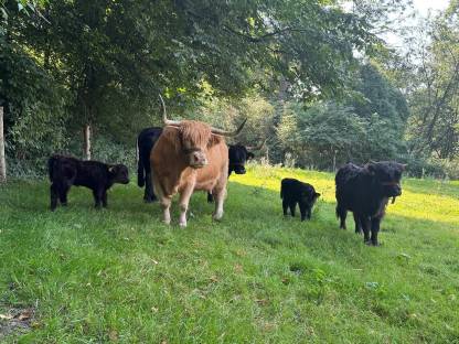 Bild 2:Hochlandrinder Kühe tragend mit Kuhkalb, Kalbin 1-jährig