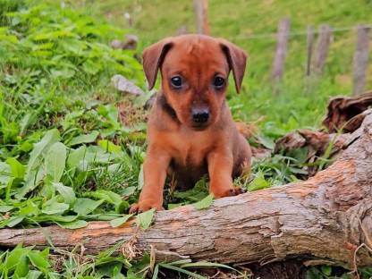 Bild 5:Zwergpinscher Welpen