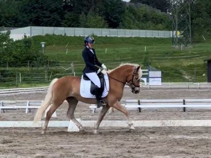 Bild 6:Verkaufe 5-jährige Südtiroler Stute