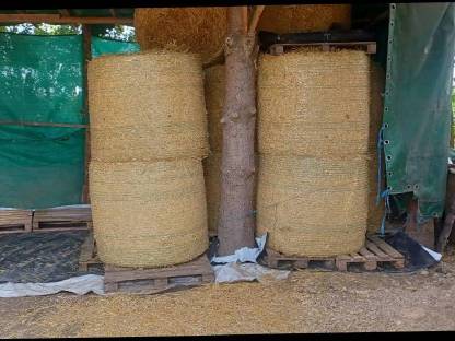 Bild 6:Stroh Gerste und Weizen