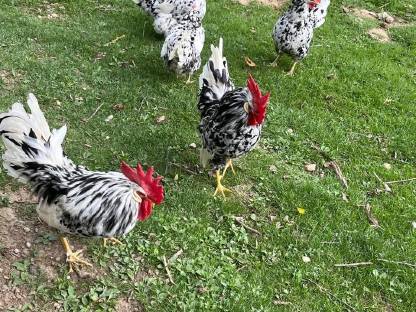 Bild 4:Exchequer-Leghorn Bruteier