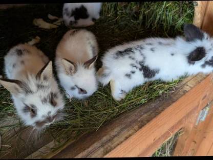 Bild 8:Zwergkaninchen zu verkaufen