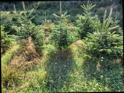 Bild 4:Christbäume, Dekobäume