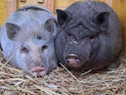 Hängebauchschweine weiblich
