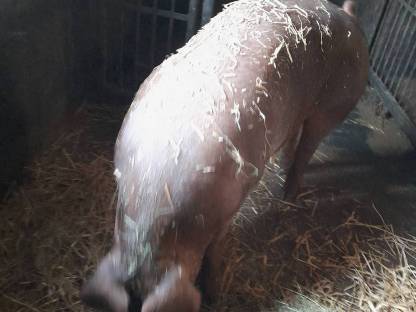 Bild 3:Reinrassige Duroc Zuchtsau