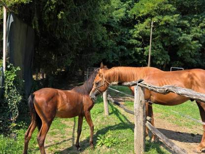Bild 3:American Quarter Horse Hengst Tommy Wild