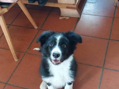Border Collie Rüde