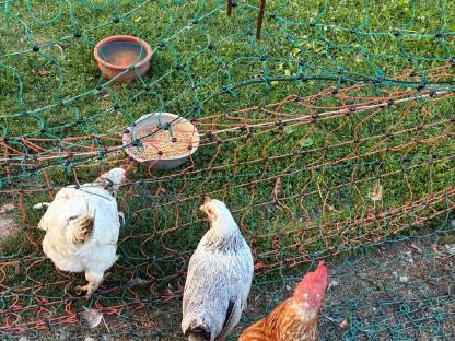 Bild 8:Zwerghuhnpaar zuchttauglich und blutsfremd