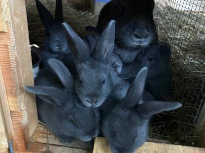 Bild 3:Blaue Wiener Kaninchen