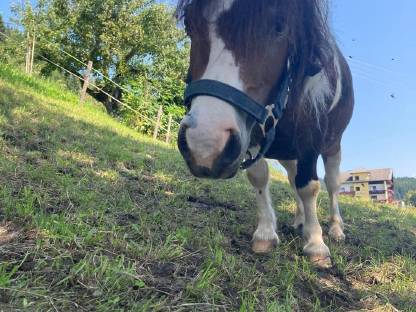 Bild 4:Mini-Shetlandponys