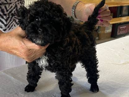 Bild 7:Bollipoo-Welpen und Toypudel mit Ahnentafel