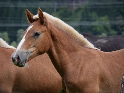 Bild 7:Zebedäus Schaunitz Fuchshengstfohlen Noriker zu verkaufen