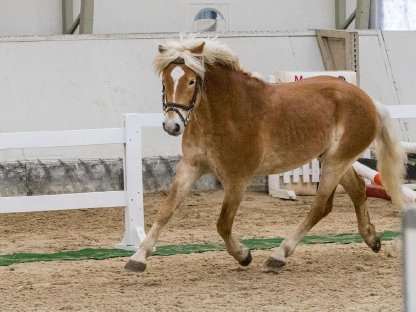 Bild 5:3,5-jähriger korrekter Haflingerwallach