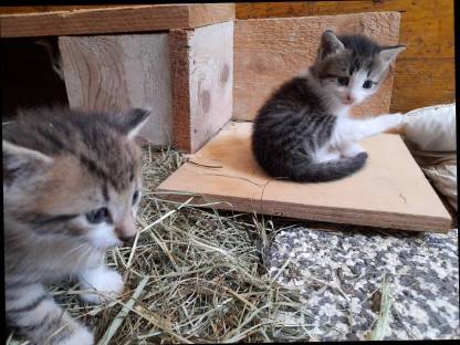 Süße verspielte Babykatzen abzugeben