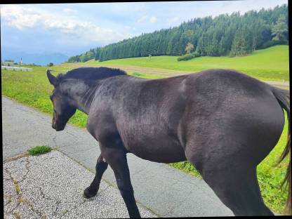 Bild 2:Noriker Rappstutfohlen