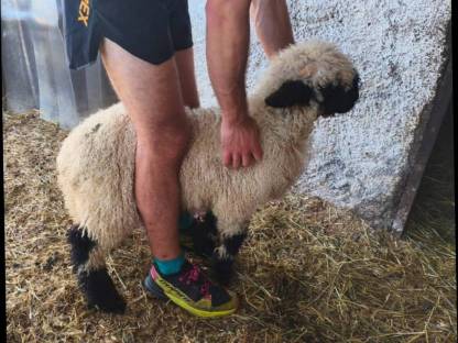 Bild 5:Walliser Schwarznasen Widderlämmer Bio