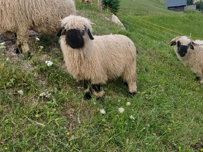 Walliser Schwarznasenschafe