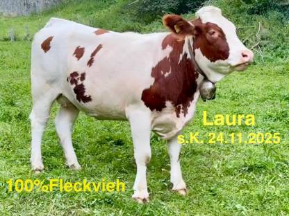 Fleckviehkalbin für MUKU
