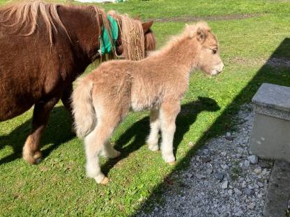 Bild 5:Mini Shetty Hengstfohlen
