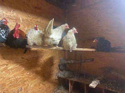 Bild 2:Chabo Zwerg-Hähne