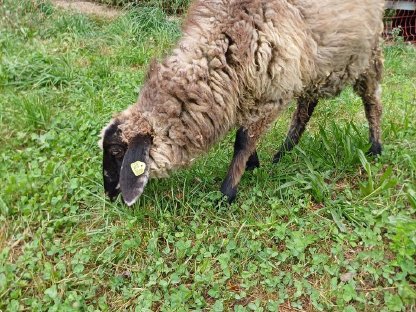 Bild 3:Steinschafwidder