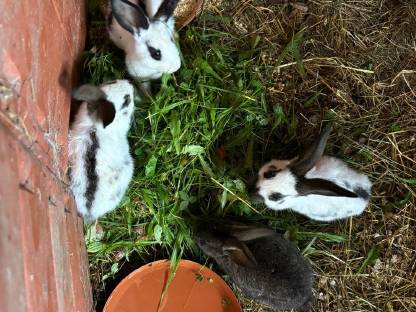Riesenschecken Kaninchen