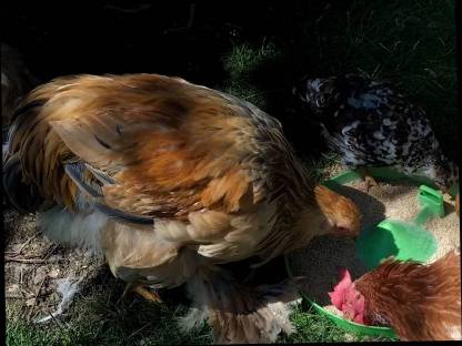 Brahma