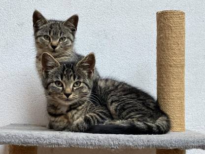 Kätzchen - Babykatzen - Langhaar - Halblanghaar - Kurzhaar