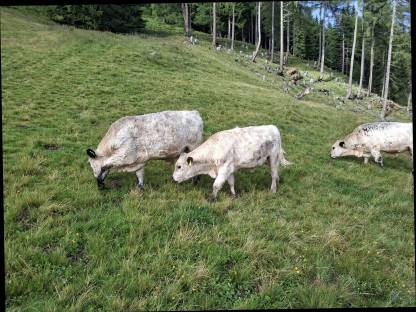 Bild 3:Galloway-Kälbinnen und Stiere abzugeben