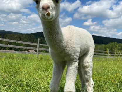 Bild 4:Alpaka