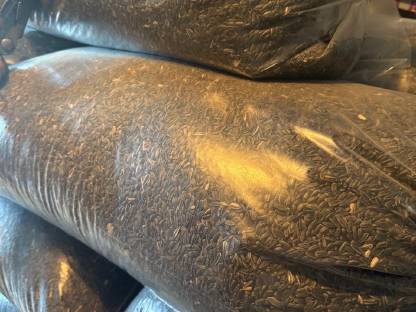 Bild 2:Sonnenblumenkerne high oleic Speiseöl