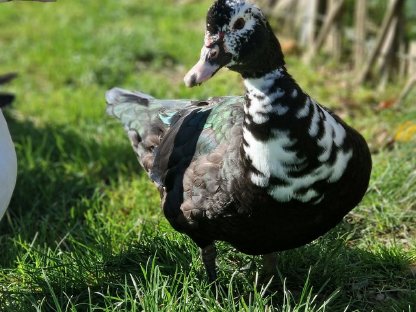 Bild 3:Warzenenten / Moschusenten aus 6/2025