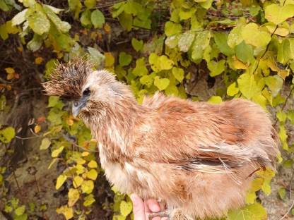 Bild 2:Zwergseidenhennen Seidenhennen