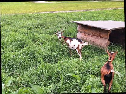 Bild 3:Zwergziegenbock Ludwig und Ziegen Klara abzugeben