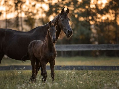 Bild 4:Friesenfohlen mit NL-Papieren zu verkaufen