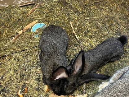 Bild 4:Deutsche Riesen weiblich