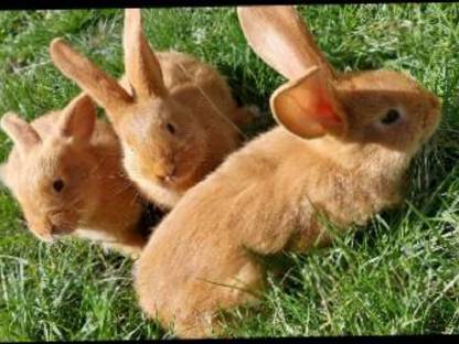 Bild 2:Neuseeländer Hasen