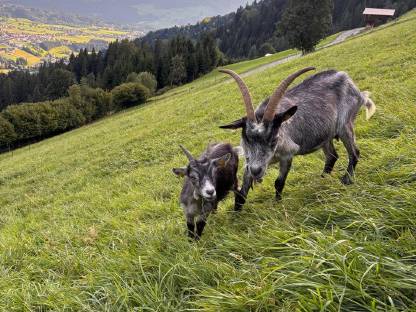 Bild 4:Blobe Ziegen