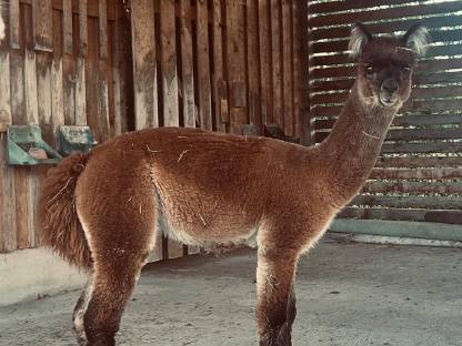 Bild 3:Alpaka Junghengst