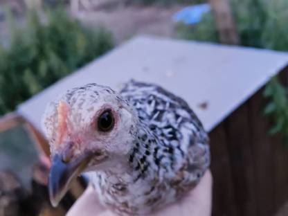 Bild 3:Steinpiperl, Zustellung möglich